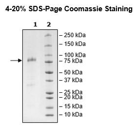 KIR3DS1, Fc-Fusion (lgG1), Avi-Tag Recombinant – Figure 1 of 1