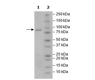WRN, GST-Tag Recombinant – Figure 1 of 1