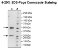 Anti-VISTA Neutralizing Antibody – Figure 1 of 2