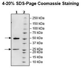 Anti-VISTA Neutralizing Antibody – Figure 1 of 2