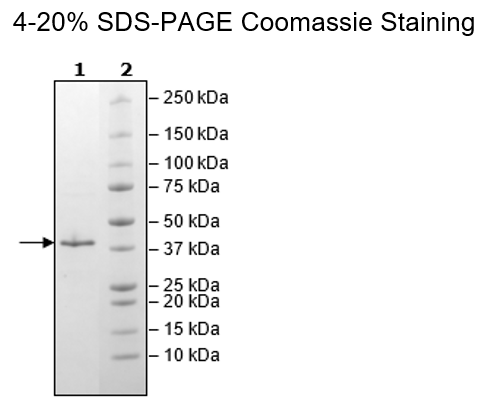 MCL1, His-Tag (Dog) Recombinant – Figure 1 of 2