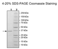 MCL1, His-Tag (Rabbit) Recombinant – Figure 1 of 2