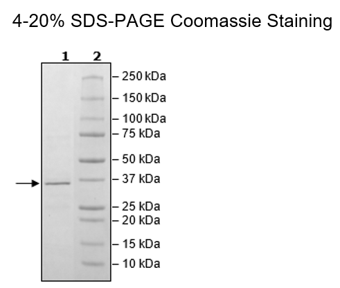 MCL1, His-Tag (Rabbit) Recombinant – Figure 1 of 2