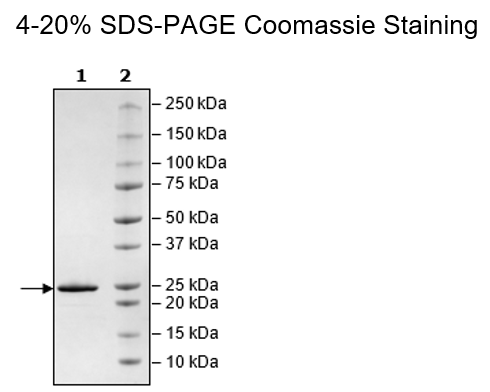 MCL1, His-Tag (Guinea Pig) Recombinant – Figure 1 of 2