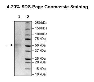 Nucleocapsid Protein (B.1.1.529, Omicron Variant), Avi-His-Tag (SARS-CoV-2) Recombinant – Figure 1 of 1