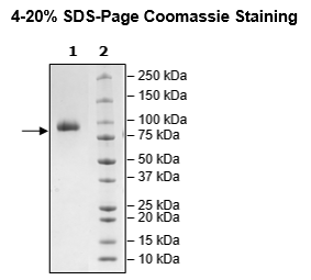 IL23R, Fc-Fusion (IgG1), Avi-Tag HiP™ Recombinant – Figure 1 of 2