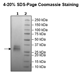 CD37, Avi-His-Tag Recombinant – Figure 1 of 1