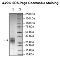 CD37, Avi-His-Tag, Biotin-Labeled Recombinant – Figure 1 of 2