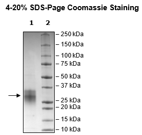CD37, Avi-His-Tag, Biotin-Labeled Recombinant – Figure 1 of 2