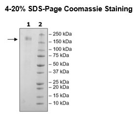 Spike Trimer (S1+S2) (B.1.1.529 BA.1, Omicron Variant), His-Tag (SARS-CoV-2) Recombinant – Figure 1 of 1