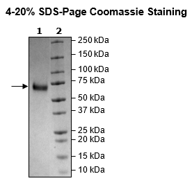 Trop2, Fc Fusion (lgG1), Avi-Tag Recombinant – Figure 1 of 1