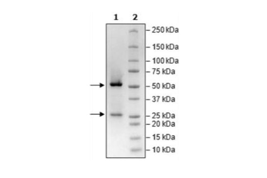 Anti-GFRAL Neutralizing Antibody – Figure 2 of 3