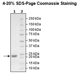 KRAS (G12V), Isoform B, His-Tag, GDP-Loaded Recombinant – Figure 1 of 2