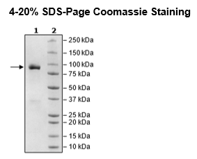 DDR1, Fc Fusion (lgG1), Avi-Tag, Biotin-Labeled Recombinant – Figure 1 of 2