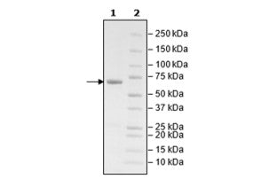 CBL-B (Y363E), GST-Tag Recombinant – Figure 1 of 2