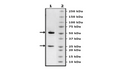Anti-IL23α Neutralizing Antibody – Figure 1 of 3