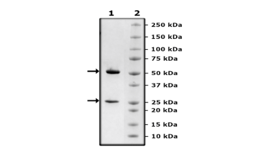 Anti-IL23α Neutralizing Antibody – Figure 1 of 3