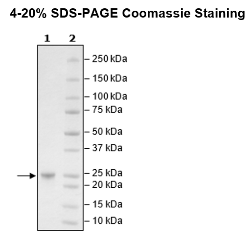 KRAS (G12D), Isoform A, His-Tag, GppNHp-Loaded Recombinant – Figure 1 of 2
