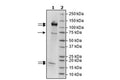 Rbx1/CUL4B/DDB1/DCAF15/DDA1 Complex Recombinant – Figure 1 of 2