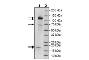 Rbx1/CUL4B/DDB1/DCAF15/DDA1 Complex Recombinant – Figure 1 of 2