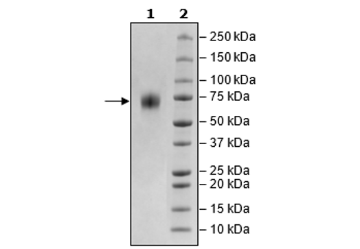 TPBG, Avi-His-Tag Recombinant – Figure 1 of 1
