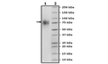 TPBG, Avi-His-Tag, Biotin Labeled, Recombinant – Figure 1 of 2