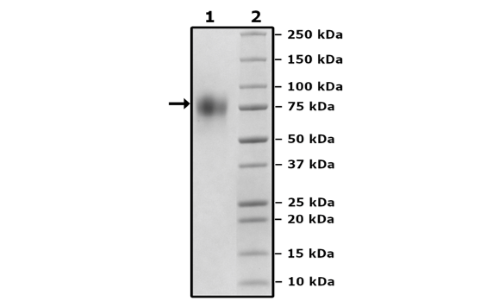 TPBG, Avi-His-Tag, Biotin Labeled, Recombinant – Figure 1 of 2