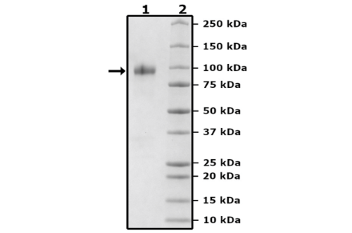 TPBG, Fc Fusion (lgG), Avi-Tag Recombinant – Figure 1 of 1