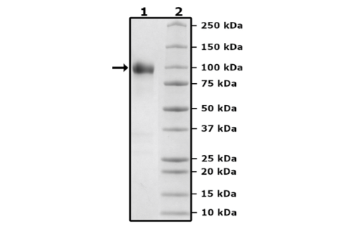 TPBG, Fc Fusion (lgG1), Avi-Tag, Biotin Labeled Recombinant – Figure 1 of 2