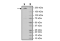 Dicer, FLAG-Tag Recombinant – Figure 1 of 1