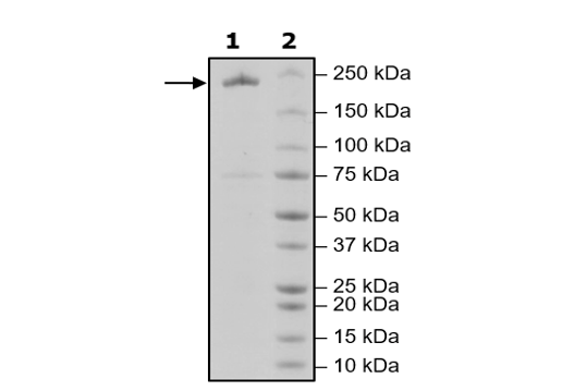 Dicer, FLAG-Tag Recombinant – Figure 1 of 1