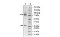 Anti-FcGR3A-Anti-EGFR Bispecific Antibody – Figure 1 of 2
