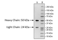 Anti-Claudin-18 Isoform2-Anti-CD3 IgG Bispecific Antibody – Figure 1 of 2