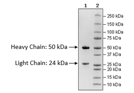 Anti-Claudin-18 Isoform2-Anti-CD3 IgG Bispecific Antibody – Figure 1 of 2