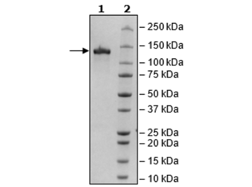 CD93, Fc Fusion (lgG1), Avi-Tag Recombinant – Figure 1 of 2