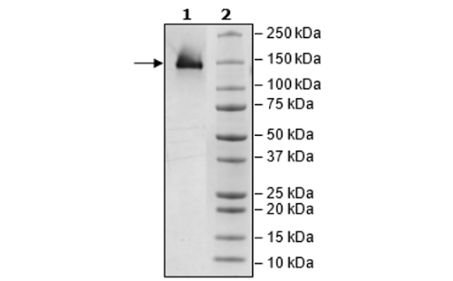 CD93, Fc Fusion (lgG1), Avi-Tag, Biotin-Labeled Recombinant – Figure 1 of 3