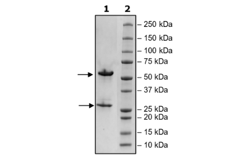Anti-Claudin-18 Isoform 2 IgG Antibody – Figure 1 of 2