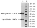 Anti-Claudin-18 Isoform 2 IgG Antibody, Biotin-Labeled – Figure 1 of 3