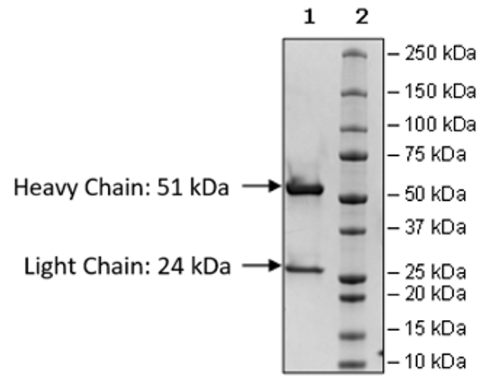 Anti-Claudin-18 Isoform 2 IgG Antibody, Biotin-Labeled – Figure 1 of 3