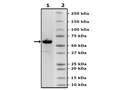 SOS1, FLAG-Tag Recombinant – Figure 1 of 1