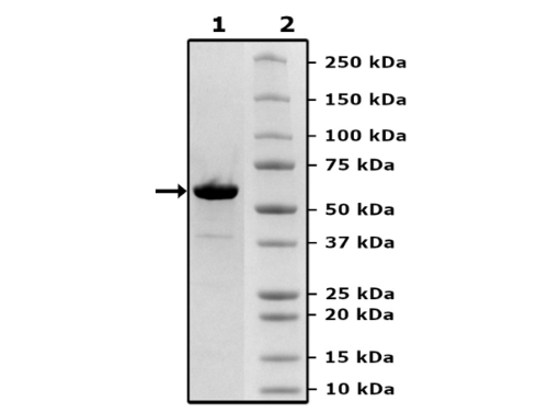 SOS1, FLAG-Tag Recombinant – Figure 1 of 1