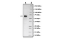 CD28, Fc Fusion, Avi-Tag, Biotin Labeled Recombinant – Figure 1 of 2