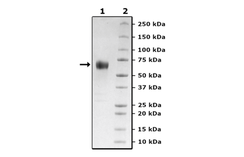 CD28, Fc Fusion, Avi-Tag, Biotin Labeled Recombinant – Figure 1 of 2