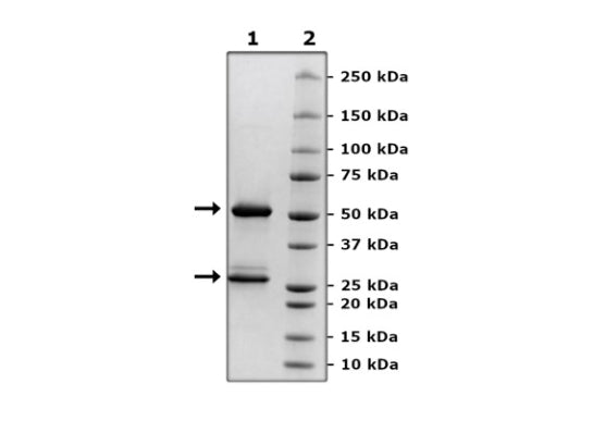 Anti-IL-2RA (CD25) Neutralizing Antibody – Figure 1 of 2