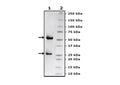 Anti-TFR Antibody, Biotin-Labeled – Figure 1 of 3