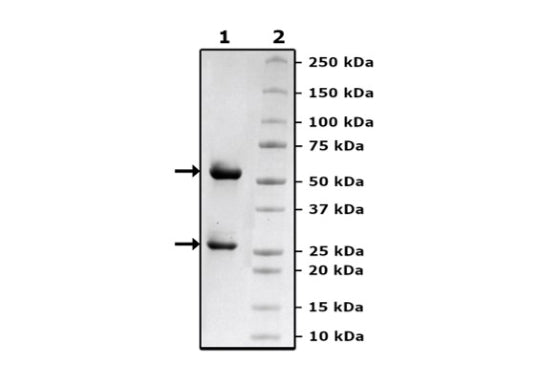 Anti-TFR Antibody, Biotin-Labeled – Figure 1 of 3