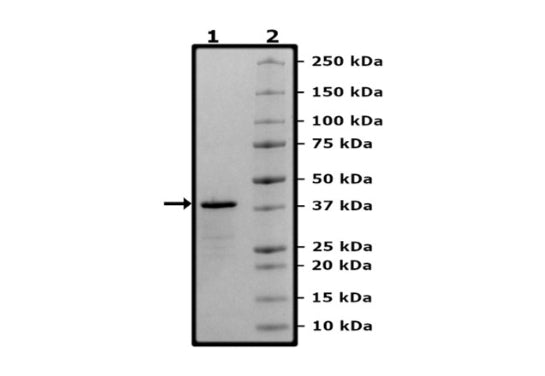 TRAF6, GST-Tag Recombinant – Figure 1 of 2
