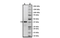TRAF6 (D57K), GST-Tag Recombinant – Figure 1 of 1