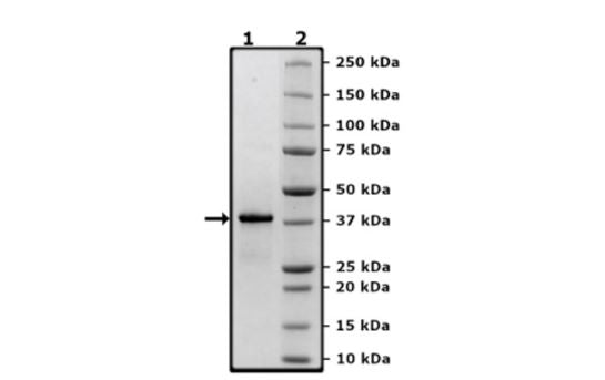 TRAF6 (D57K), GST-Tag Recombinant – Figure 1 of 1