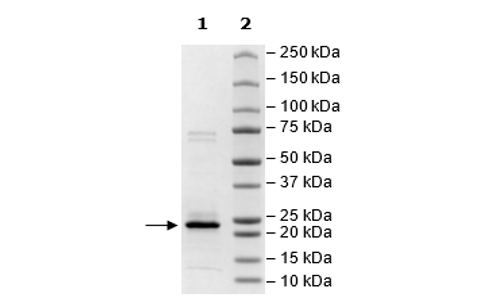 MGMT, His-Tag Recombinant – Figure 1 of 1